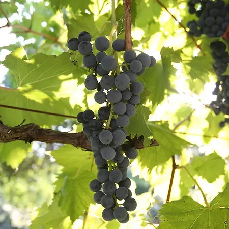 Kucica Ljubcek Hébergement de vacances